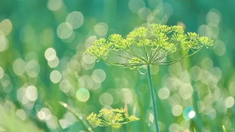 Dill umbrellas in the vegetable garden. Summertime. Rural area. Dill (Anethum Stock Footage 158124022
