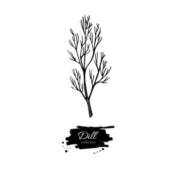 Dill vector hand drawn illustration. Isolated spice object. Stock Illustration