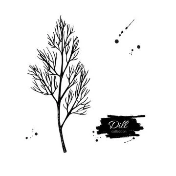 Dill vector hand drawn illustration. Isolated spice object. Illustrazione stock