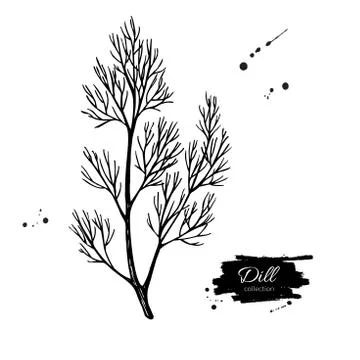 Dill vector hand drawn illustration. Isolated spice object. Stock Illustration
