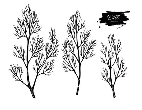 Dill vector hand drawn illustration set. Isolated spice object. Stock Illustration