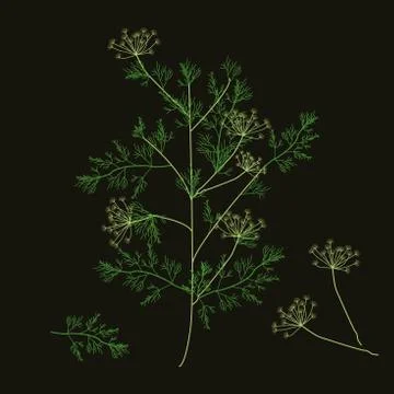 Dill. Vector illustration. Dill branch, inflorescence and leaves Stock Illustration