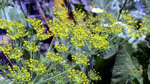 Dill in vegetable garden Stock Footage 249894929