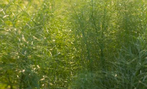 Dill wallpaper Stock Photos