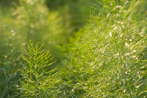 Dill wallpaper Stock Photos