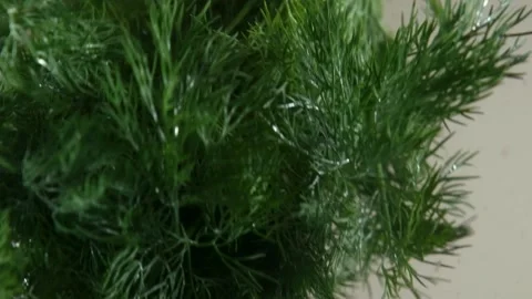 Dill in water slow motion Stock Footage 218971428