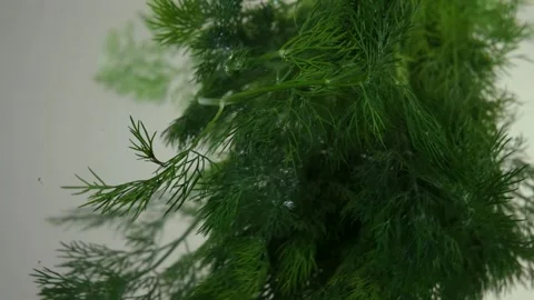 Dill in water slow motion Stock Footage 219270189