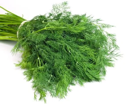 Dill on white background Stock Photos