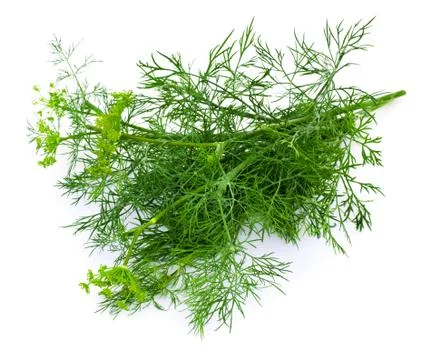 Dill on a white background Stock Photos