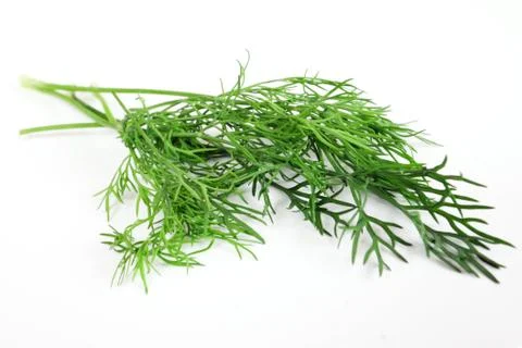 Dill on white background Stock Photos