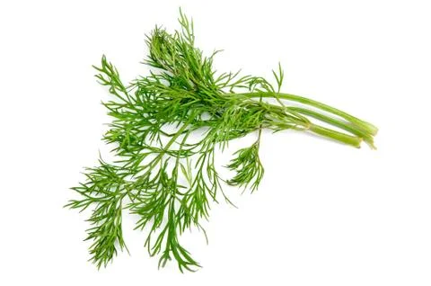 Dill on white background Stock Photos