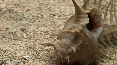 Dillwyn shell, murex scolopax Stock Footage 121725975