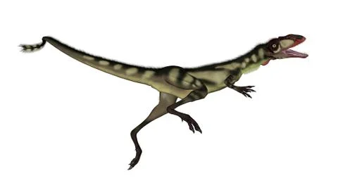 Dilong dinosaur jumping - 3D render Stock Illustration