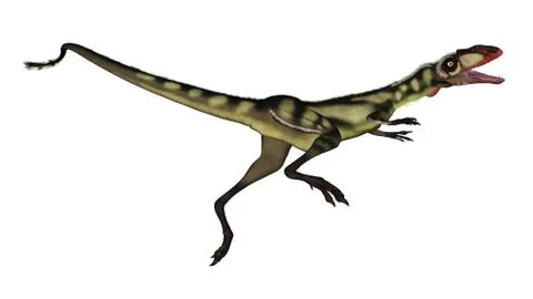 Dilong dinosaur roaring - 3D render Stock Illustration