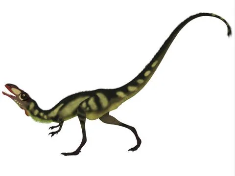 Dilong Dinosaur on White Stock Illustration