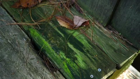 Dilpidated Deck Series - Old Deck Board with heavy Moss and Waterlogged Text Video stock 346982947