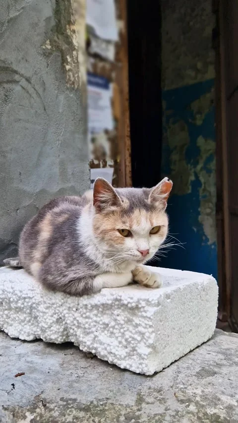 Dilute Calico Cat Resting Peacefully on Styrofoam Block in Front of Door Video stock 339078160