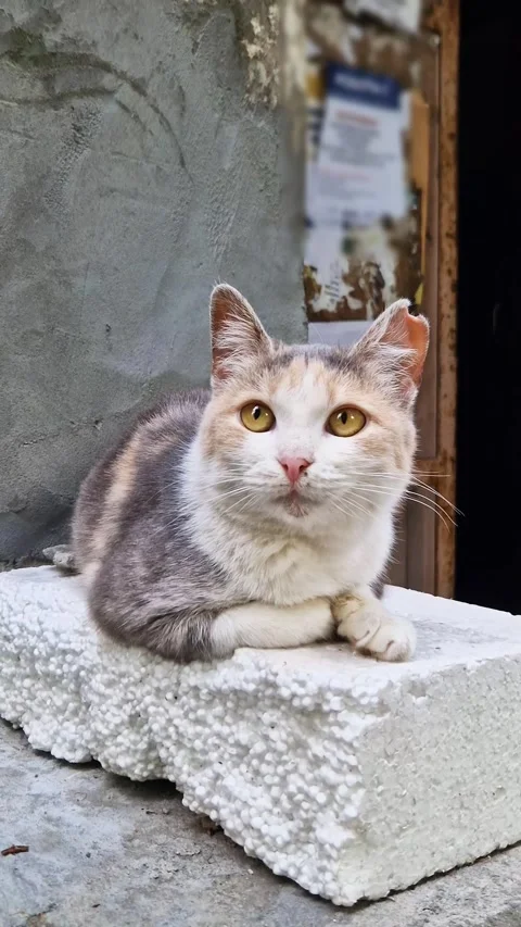 Dilute Calico Stray Cat Resting on Styrofoam Block in Urban Alleyway Stock Footage 339080088