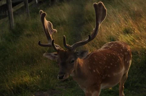A dim light stag Stock Photos