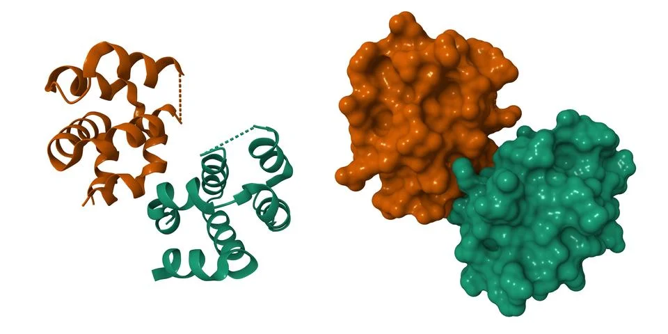 Dimeric structure of CARMA1 CARD Stock Illustration