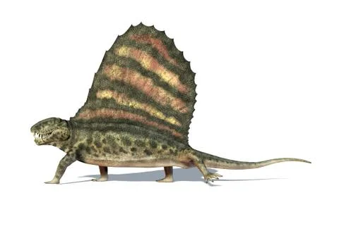 Dimetrodon dinosaur. Viewed from a side, very detailed and scientifically cor Stock Illustration