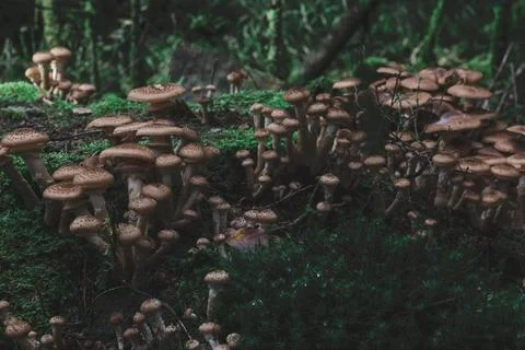 Dimly Lit Forest Colony of Brown Mushrooms on Mossy Fallen Log Stock Photos