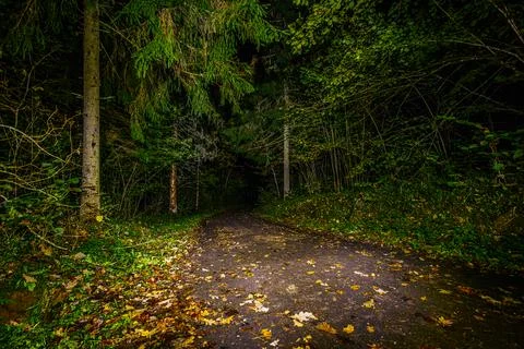 A dimly lit forest path at night, covered in fallen autumn leaves Stock Photos