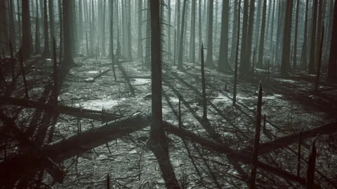Dimly lit pine woods featuring silhouette trunks and cinematic ambiance Stock Footage 341573567