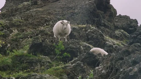 Dimmuborgir Sheep Stock Footage 191030710