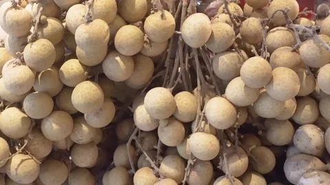 Dimocarpus longan Stock Footage 99222135