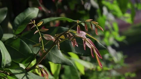 Dimocarpus tree which bears longan fruit Stock Footage 228004383