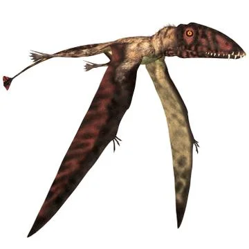 Dimorphodon in Flight Stock Illustration