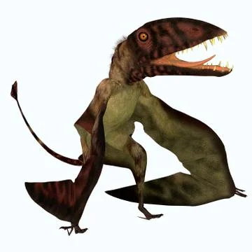 Dimorphodon Pterosaur Stock Illustration
