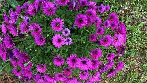 Dimorphoteca, African daisy Stock Footage 273566091