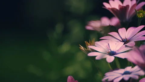 Dimorphoteca ecklonis blowing in the wind. shot in slow motion Stock Footage 162413846