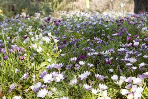 Dimorphoteca ecklonis Stock-Fotos