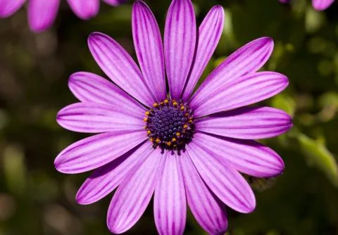 Dimorphoteca ecklonis Stock-Fotos