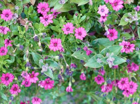 Dimorphoteca Stock Photos