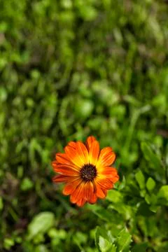 Dimorphoteca. Foto stock