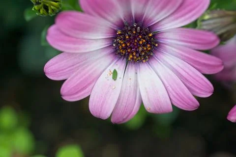 Dimorphoteca Stock Photos