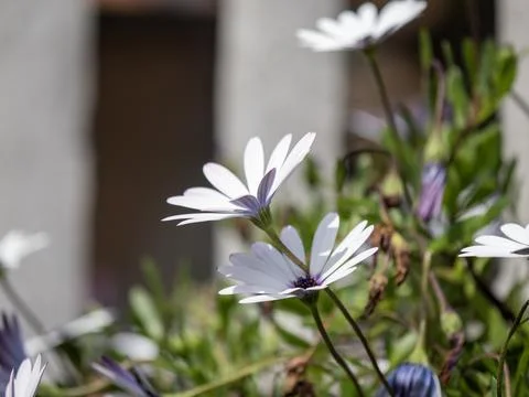 Dimorphoteca Stock Photos