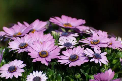 Dimorphotheca ecklonis Stockfoto's