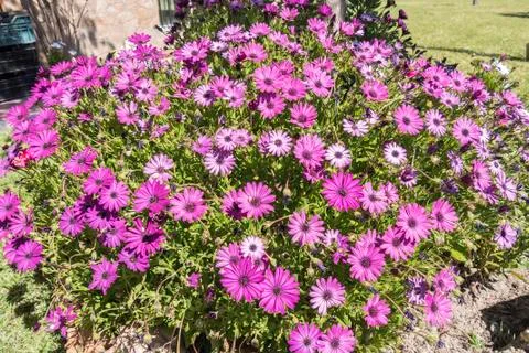 Dimorphotheca ecklonis pink flowers Stock Photos