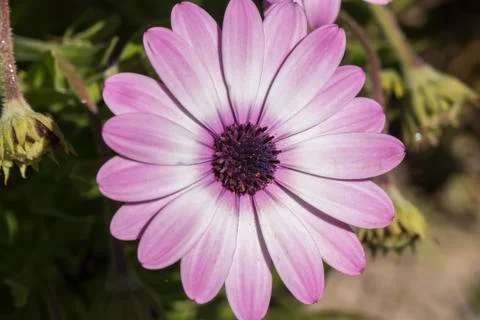 Dimorphotheca ecklonis violet flower Stock Photos