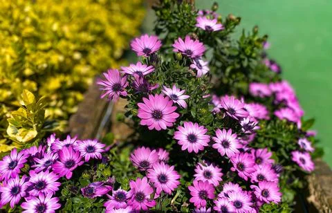 Dimorphotheca eclonis flower purple color Stock Photos