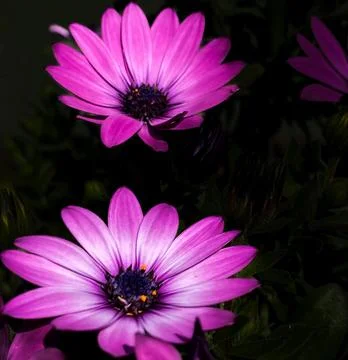 Dimorphotheca eclonis flower purple color Stock Photos