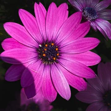 Dimorphotheca eclonis flower purple color Stock Photos