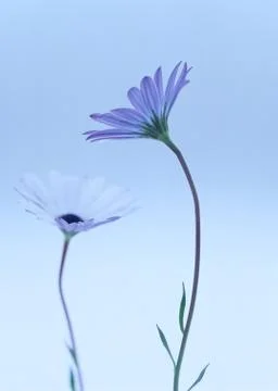 Dimorphotheca Stock Photos