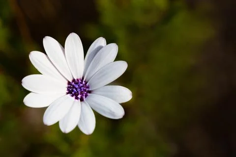 Dimorphotheca pluvialis, common names white African daisy Foto stock