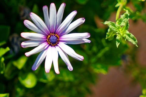 Dimorphotheca pluvialisfrom Greece Stock Photos